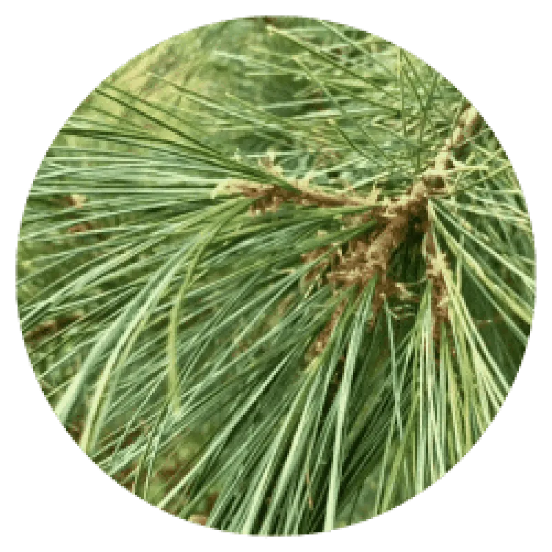 Conifer Bark and Needle Virus and Congestion Remedy