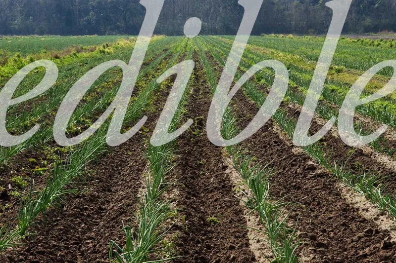 Grouper en Papillote