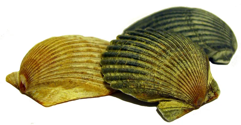 We Love Bay Scallop Ceviche, a Great Thanksgiving Starter