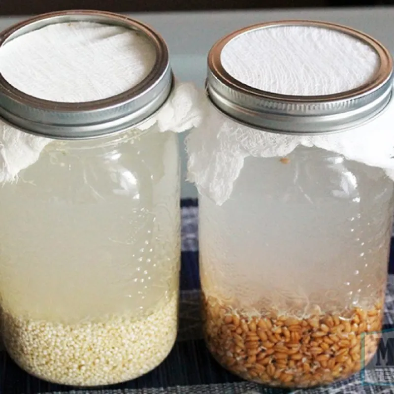 Make Your Own Rejuvelac for Culturing Cheese