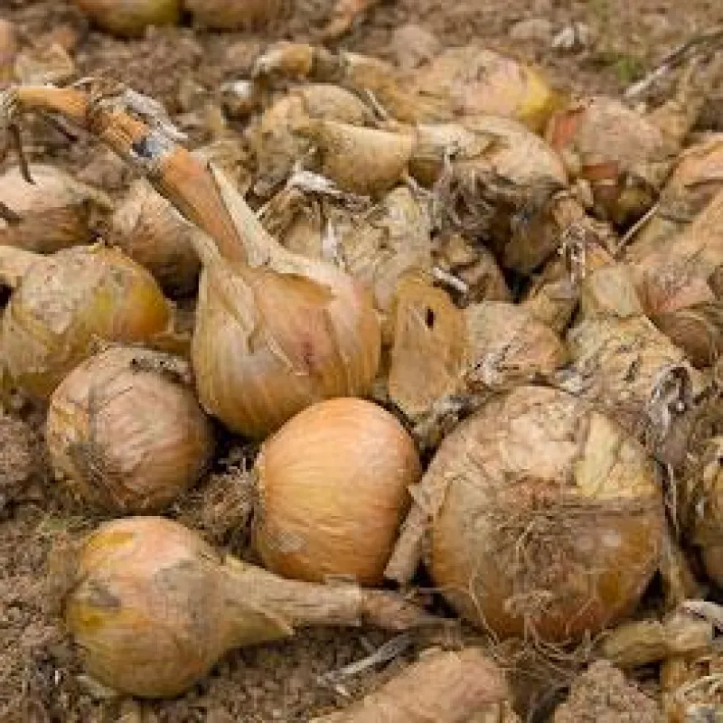 The perfect Bolognese